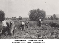 l09 - Flachsernte unter dem Dorf 1937